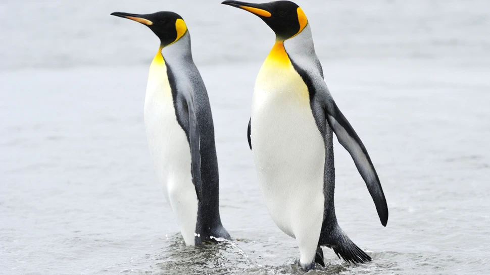 Un cuplu de pinguini gay a furat un ou de la alt cuplu de pinguini