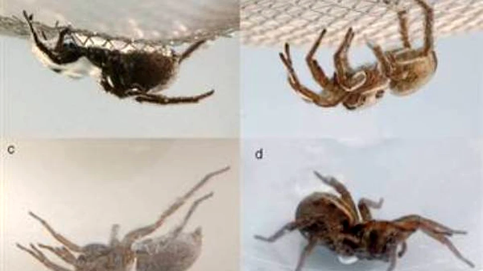 Paianjenii zombie se intorc din morti