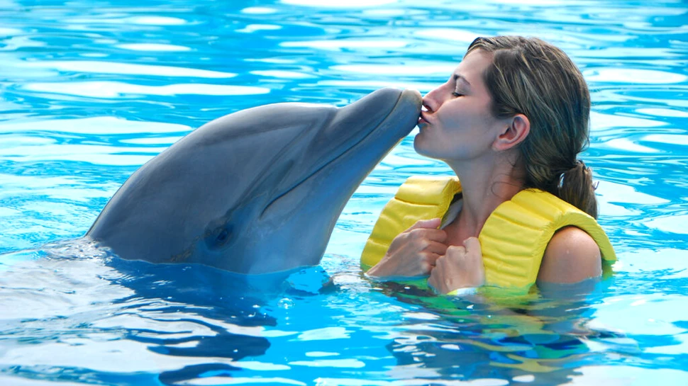 Delfinii formează structuri sociale și alianțe similare cu cele ale oamenilor