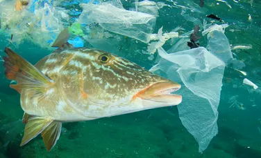Poluarea cu plastic transformă toate sistemele pământului