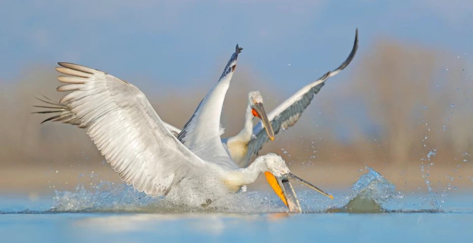 Pelicanii creţi din Delta Dunării nu găsesc destul stuf pentru cuiburi