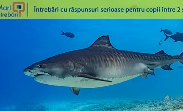 Care este cel mai lung pește din ocean?