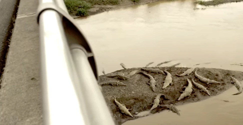 Podul crocodililor, cea mai ciudată atracţie turistică din Costa Rica – VIDEO