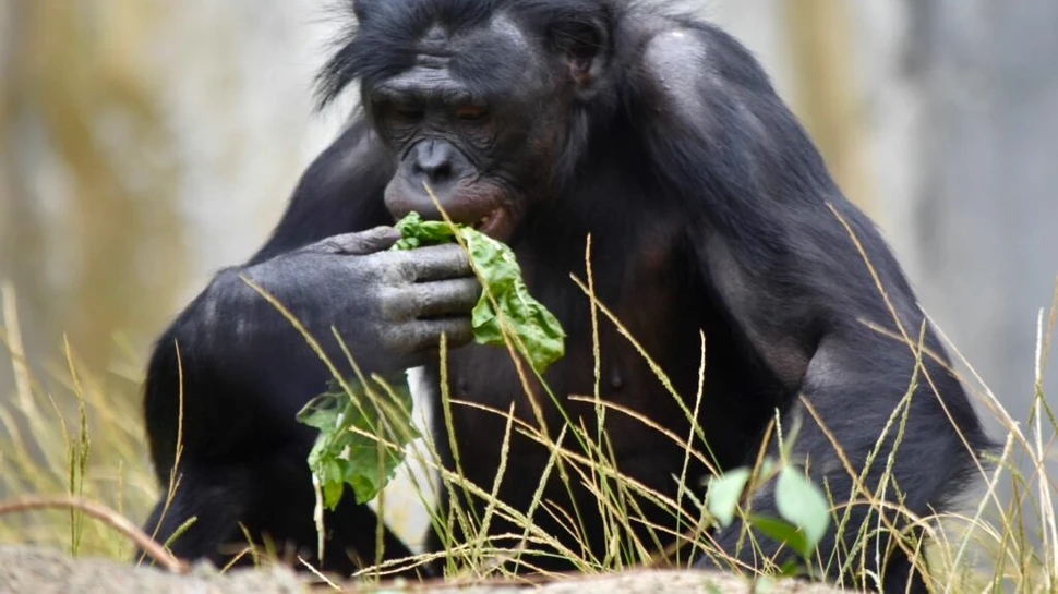 Nu doar oamenii, ci și maimuțele sunt afectate de malarie