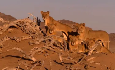 ”Cei Trei Muşchetari”, cei mai celebri lei din Namibia, au fost omorâţi de către un fermier