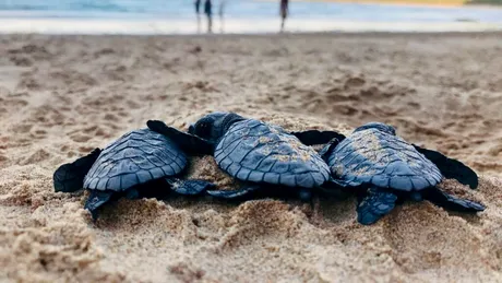 Majoritatea țestoaselor marine din Florida se nasc femele din cauza schimbărilor climatice