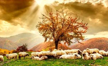 Romfilatelia a dedicat o emisiune poştală raselor de oi din România