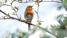 Puterea vindecătoare a păsărilor. Cum ne liniștește cântecul naturii?