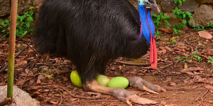 Cea mai periculoasă pasăre din lume se creștea încă de acum 18.000 de ani