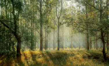 Variabilitatea temperaturii face pădurile mai rezistente la schimbările climatice
