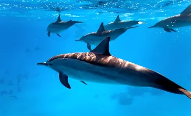 Două grupuri de delfini au renunţat la diviziunile sociale, unindu-se pentru prima dată