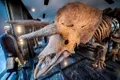Suma pentru care s-a vândut Big John, cel mai mare dinozaur Triceratops