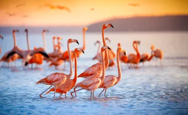Cum creează păsările flamingo „tornade” subacvatice pentru a-și prinde prada