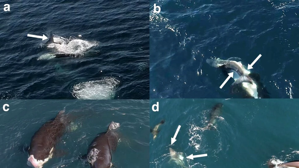 Orcile au început să vâneze rechini albi într-un mod ingenios