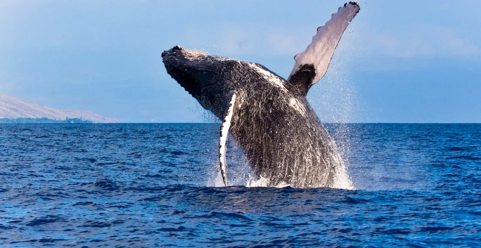 De ce au crescut balenele aşa de mari?