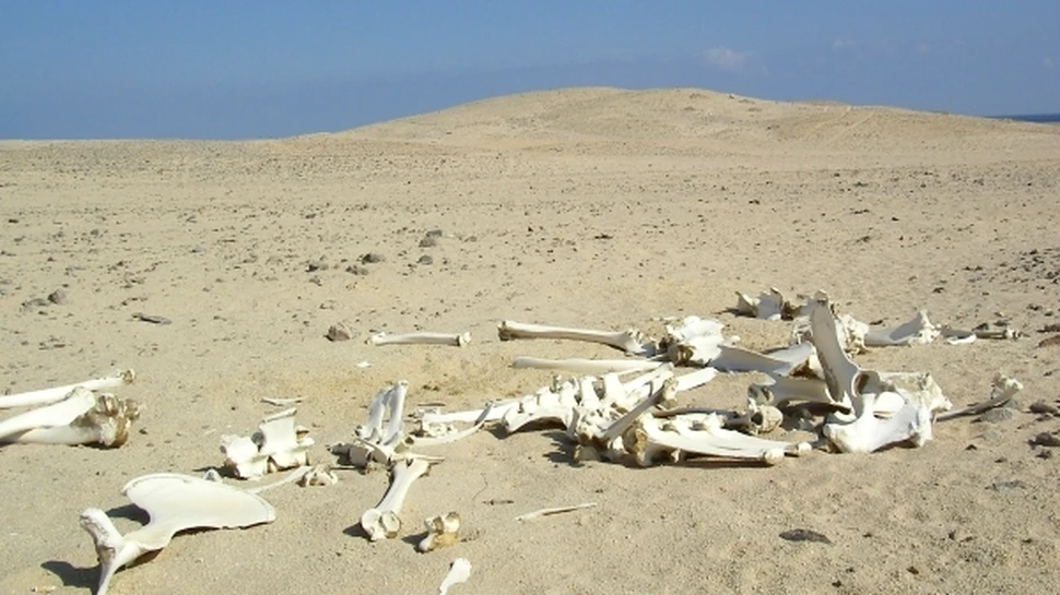Urmatoarea extinctie in masa va avea loc in maxim 16 milioane de ani
