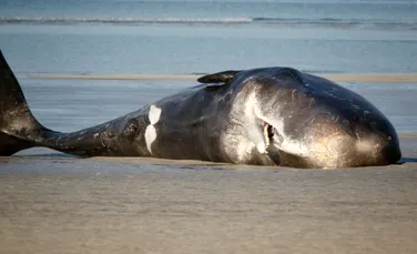 Nivelurile de chimicale toxice depășesc de 30 de ori „pragul de siguranță” la balenele eșuate