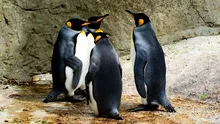 Pinguinii ”comunică” sub apă