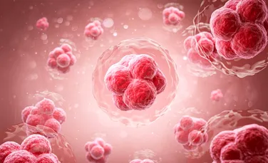 Oamenii de știință au reușit să întinerească celulele stem care produc sânge