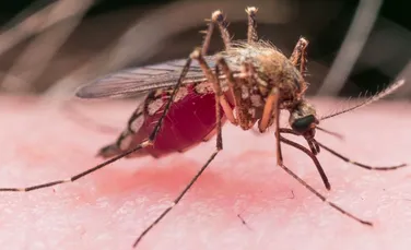 Problema insectelor dăunătoare poate fi rezolvată cu instrumentul de editare genetică CRISPR