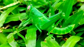 Studiu: Insectele își „îngrijesc” rănile la fel ca mamiferele