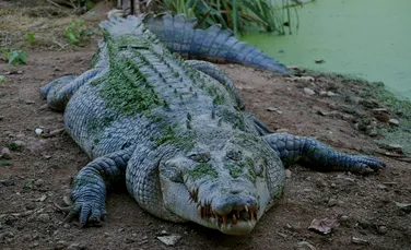 Strămoșul crocodililor, descoperit de oamenii de știință în Chile