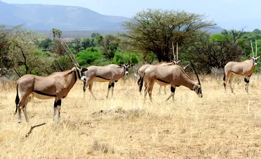 Antilopele se întorc în Sahara după 20 de ani de la dispariţia speciei