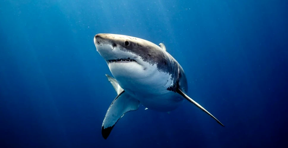 Prădători esențiali ai oceanelor, rechinii mor într-un ritm alarmant
