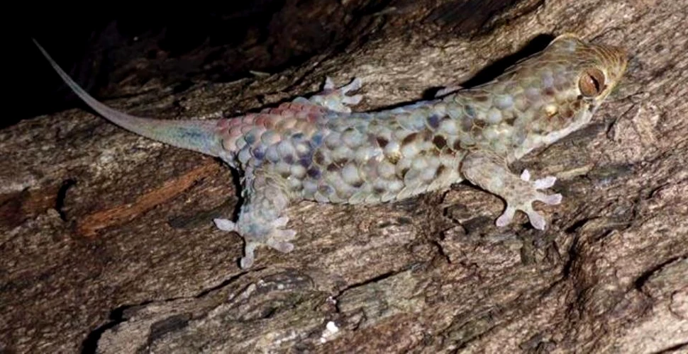 O şopârlă cu solzi din Madagascar scapă de prădători prin a se dezbrăca