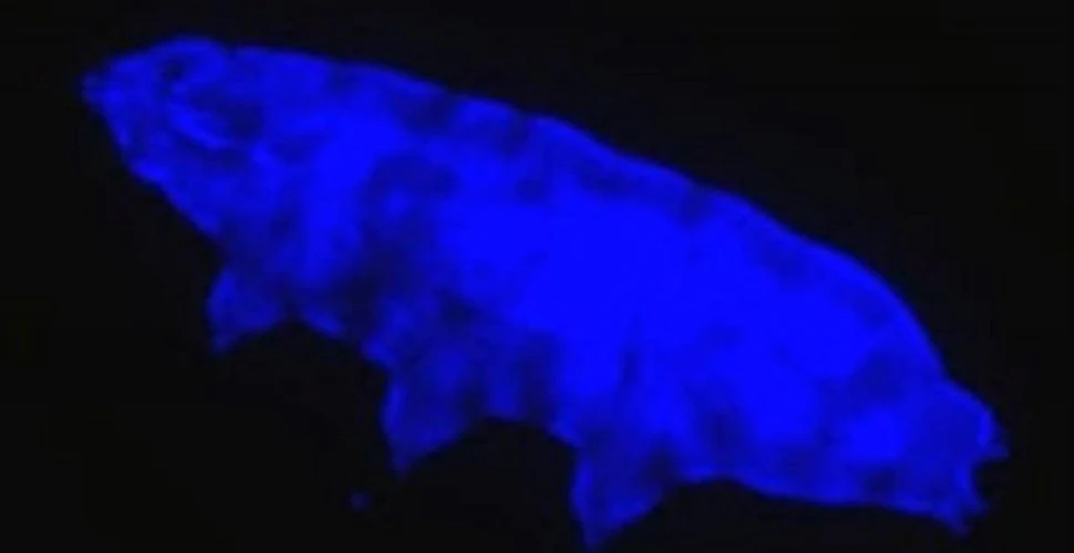 O nouă superputere a tardigradelor a fost descoperită: un scut protector fluorescent