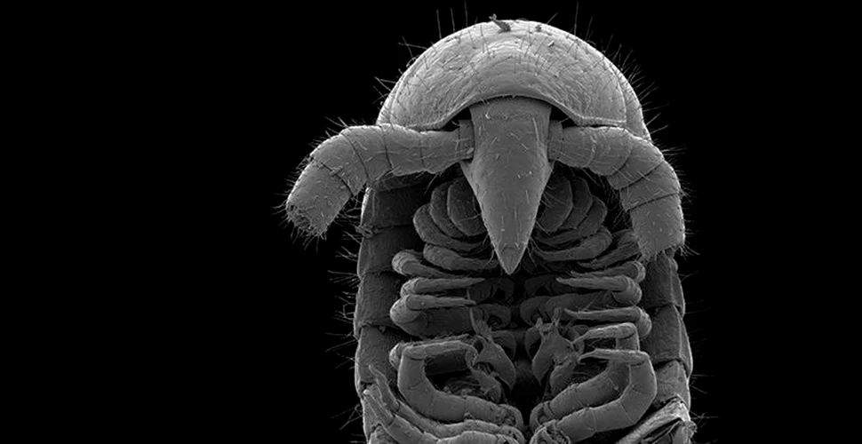 Primul miriapod adevărat are 1.306 picioare și vine din adâncul Australiei