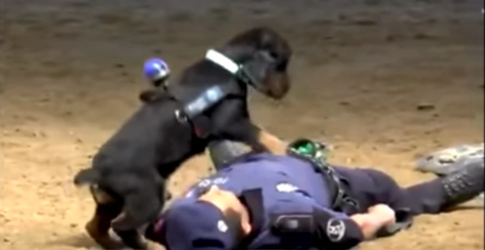 Câinele dintr-un videoclip viral nu ştie de fapt cum să resusciteze o persoană