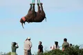 Un experiment cu 12 rinoceri atârnați cu capul în jos a câștigat premiul Ig Nobel. Lista completă a câștigătorilor din 2021