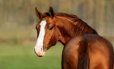 De ce caii au fețe lungi? Explicația e chiar simplă!