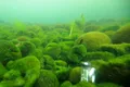 Uriașii bulgări de alge Marimo, în pericol din cauza încălzirii globale