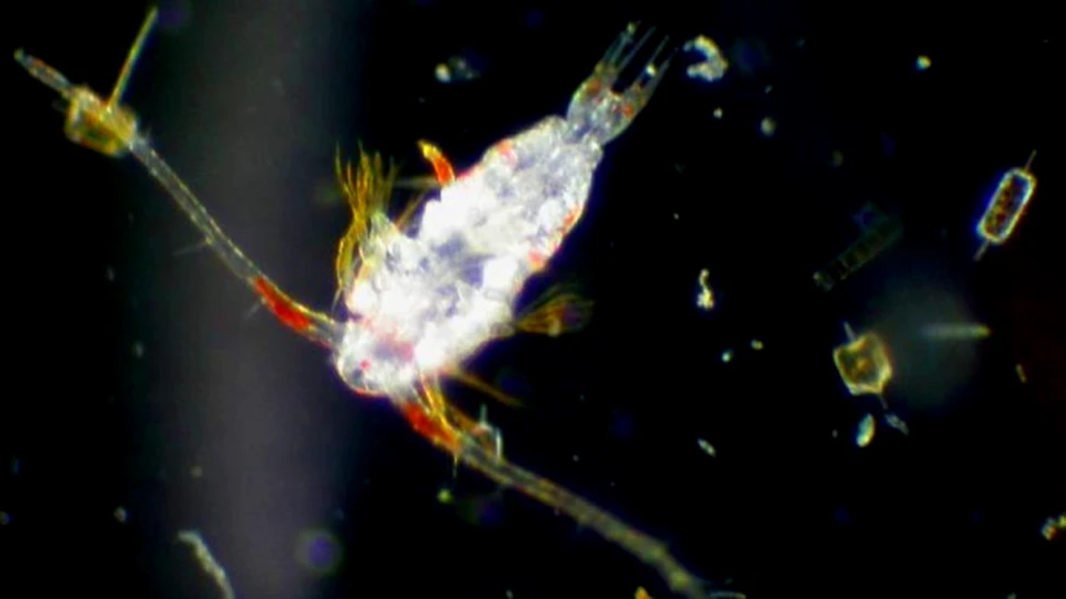 Animalele evolueaza pentru a infrunta incalzirea globala
