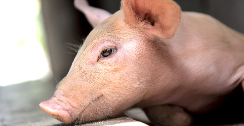Se şterg graniţele dintre specii? Un proiect ştiinţific uluitor „îmbină” oamenii cu porcii
