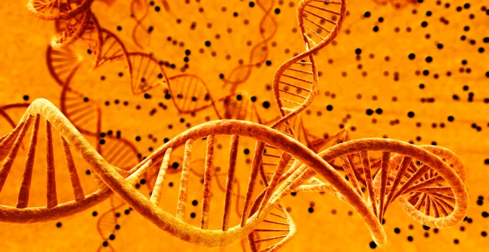ADN-ul se poate plia sub forme complexe ca să efectueze funcții noi în organism