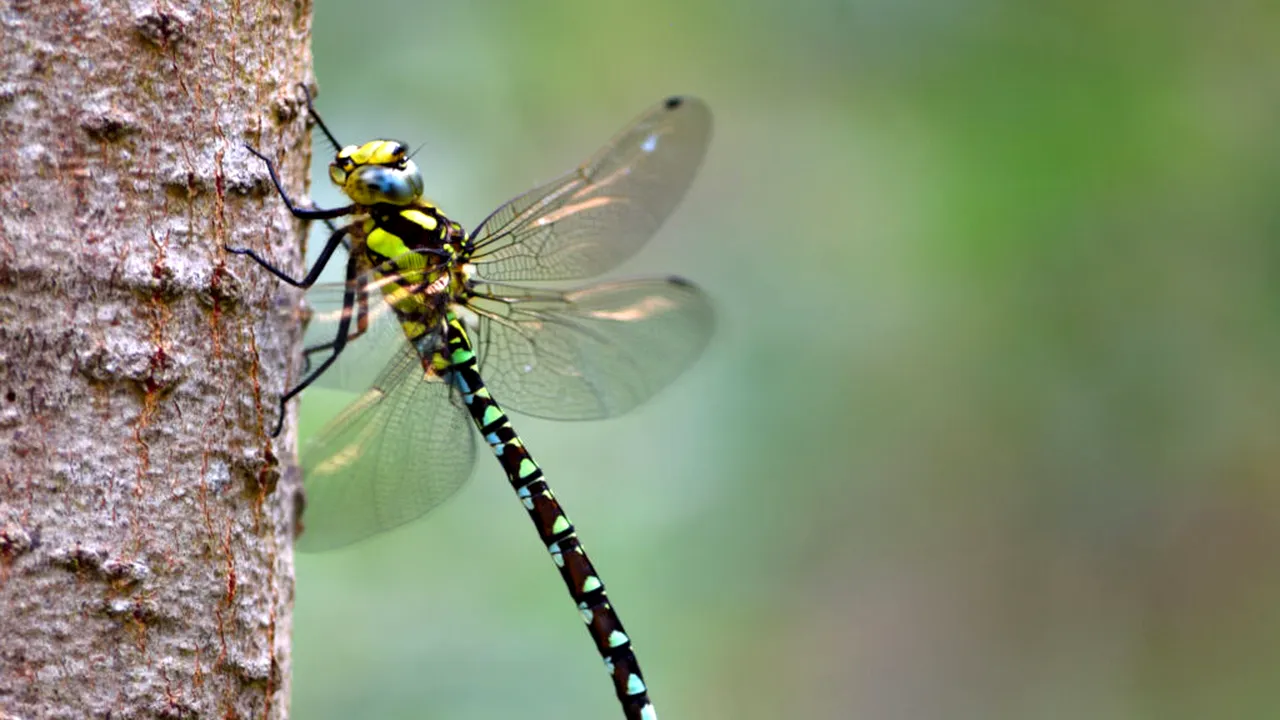 libelule 