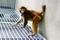 Cercetătorii chinezi au clonat pentru prima oară o maimuță rhesus