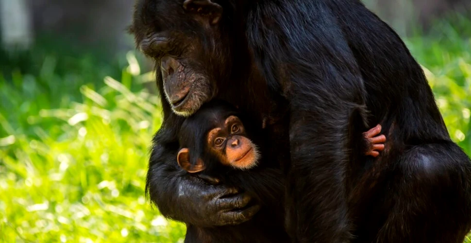 Cimpanzeii își poartă cu ei puii morți și deplâng pierderea lor la fel ca oamenii