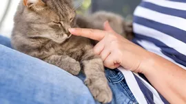 Test de cultură generală. De ce animalelor le place să fie mângâiate?