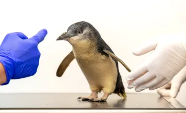 Pinguinul Chaka, primul din specia sa care a primit o scanare RMN. Ce probleme avea?