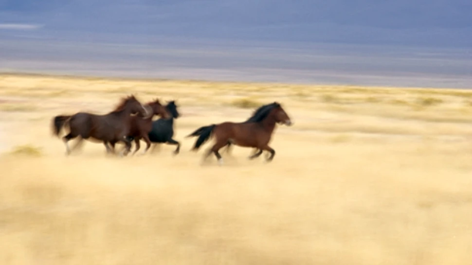 Dificultatile economice macelaresc caii salbatici