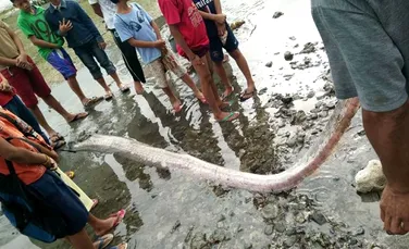 Mai mulţi peşti-vâslă, uriaşi, au eşuat pe plajele din Filipine. Localnicii susţin că peştii ar putea prezice iminenţa unui cutremur puternic