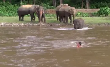 Un pui de elefant demonstrează tuturor că animalele au suflet mare