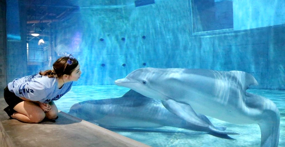 Delfinul Winter, care a inspirat oamenii cu dizabilități din lumea întreagă, a murit