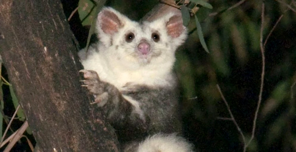 Noi specii de veveriță marsupială, descoperite în Australia: Biodiversitatea țării tocmai a devenit mai bogată