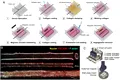 Cercetătorii MIT au dezvoltat vase de sânge artificiale folosind magneți