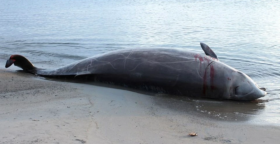 Descoperire şocantă în stomacul unei balene moarte